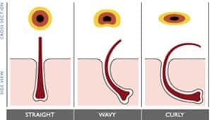 Cross section of hairs, comparing straight, wavy and curly hair types Cross section of hairs, comparing straight, wavy and curly hair types