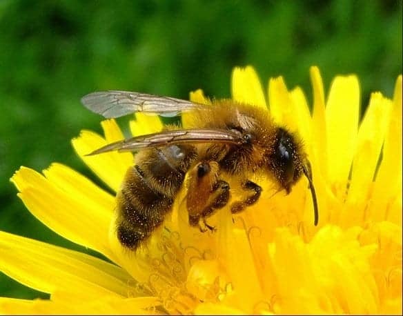 Just like nature, some products labeled as natural can sting you!